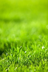 Nature background: green luscious grass.