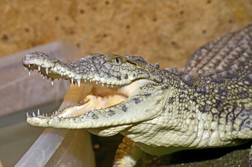 Crocodile head with the mouth large open