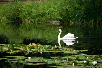 swan sailing on the lake in a forest
