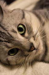 見つめる猫