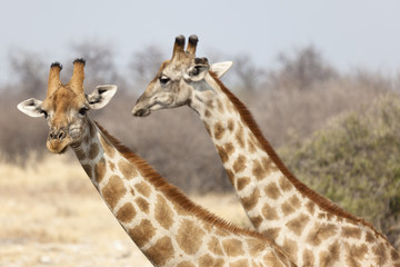 Giraffen im Etosha Nationalpark