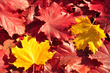 Naklejka na ściany i meble Autumn leaves łże-żółty i czerwony