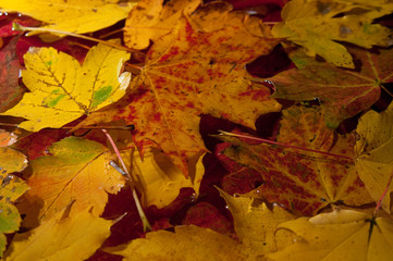 Herbstlaub im Wasser 19