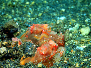 Spearing mantis shrimp, Komodo, Indonesia