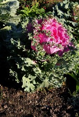 decorative cabbage plant
