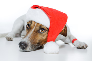dog dressed up as santa