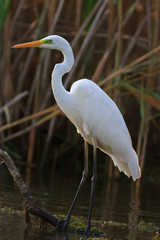 Naklejka premium great white egret