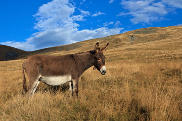 Fototapeta na wymiar donkey grazing