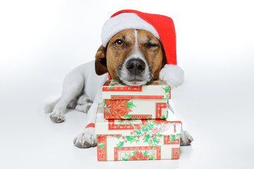 dog dressed up as santa