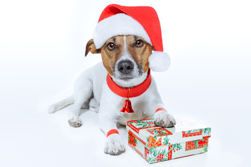 dog dressed up as santa