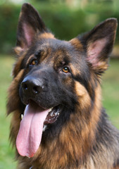 The head of the german shepherd closeup