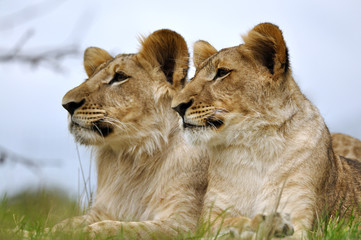 Lion couple lying on the green ground