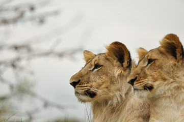 Lion couple with grey sky and tree branches in background