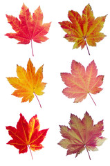 Naklejka na ściany i meble Colorful assortment of Vine Maple Leaves