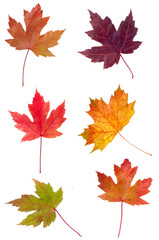Colorfull assortment of Maple Leaves