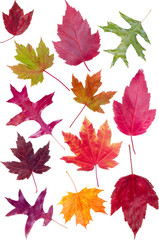 Naklejka na ściany i meble Colorful assortment of fall leaves