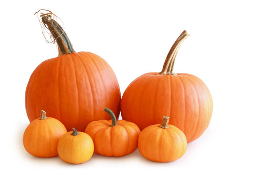 Group of six orange pumpkins touching isolated on white