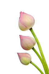 Pink lotus flower isolated on white background.