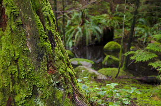 Old growth forest