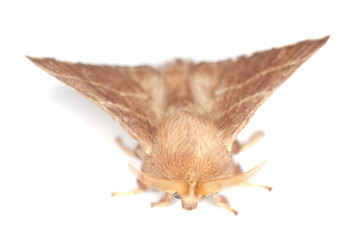 Lackey moth, malacosoma neustria isolated
