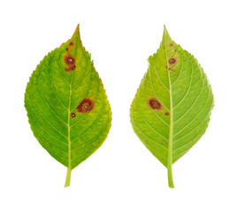 Diseased leaf of  Hydrangea serrata – fungus Cercospora