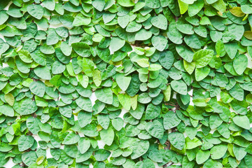 The Green Creeper Plant on the wall for background.