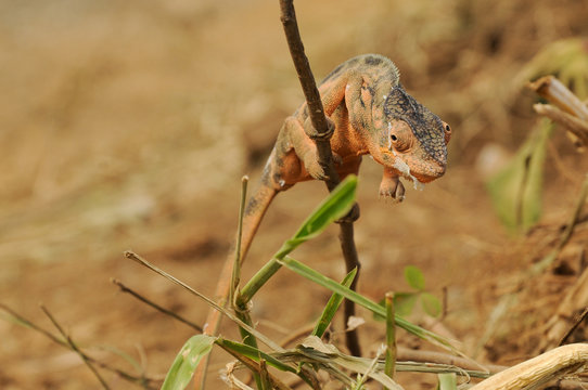 Endormi de La R&eacute;union