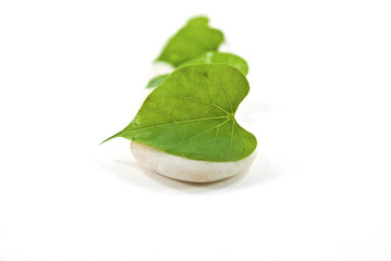 Leaves on white stones