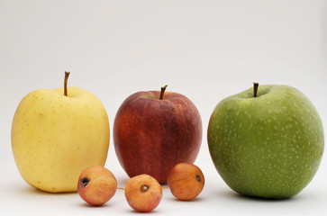 Apfel rot, gelb, grün