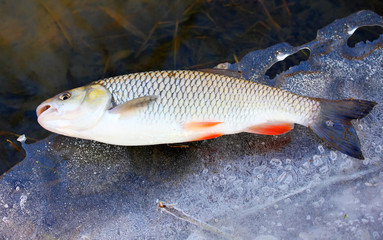 The European Chub (Squalius cephalus) on ice .