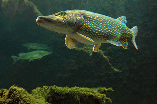 Underwater Photo of a Big Pike (Esox Lucius).