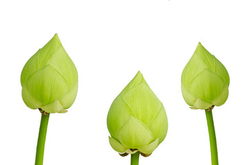 Close up of green lotus flower isolated on white background.