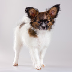 Obraz premium Papillon puppy