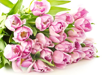 Obraz premium tulips