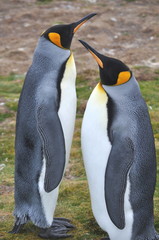 Fototapeta premium king penguins in falkland islands