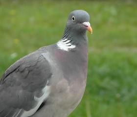 Common Wood Pigeon