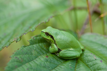 small Hyla Arborea