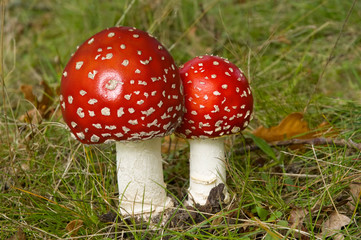 two fresh spotted fungi