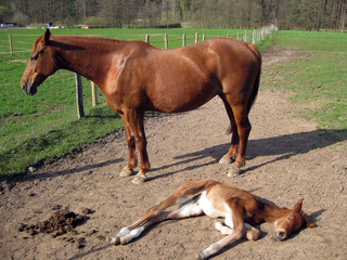 Pferd mit Kind