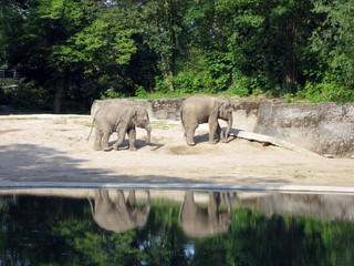 Zwei Elefanten