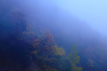 Fototapeta premium 霧の紅葉林