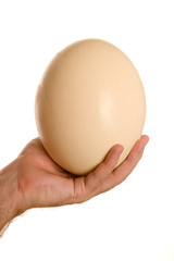 Ostrich egg in a man's hand