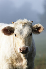 white cow in fog