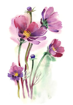 Watercolor -Cosmos flowers-