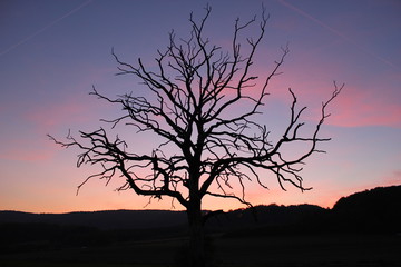 Toter Baum vor Sonnenuntergang