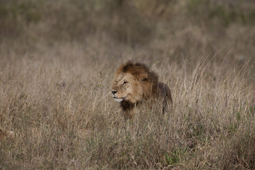 Lion 7542