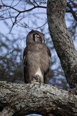 Verreaux's Eagle Owl 7559