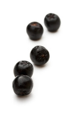 Black chokeberry isolated on the white background