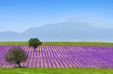 Fotobehang lavendel aan de voet van de ventoux © Tilio & Paolo