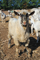 gregge di capra e pecore con corna e barba